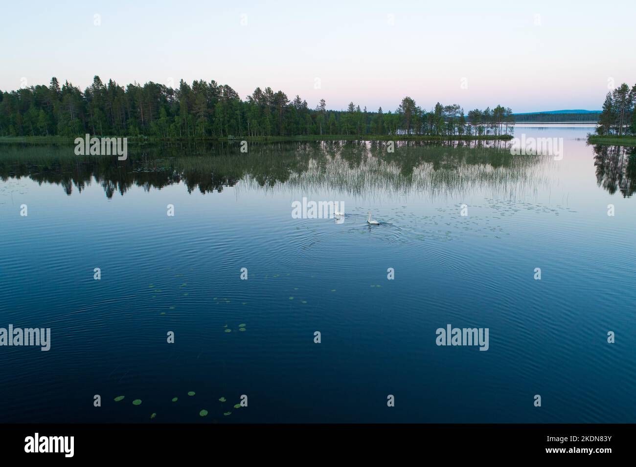 Luftaufnahme von Whooper-Schwanen, die auf dem spät nachts sommerlichen See in der Nähe von Kuusamo, Nordfinnland schwimmen Stockfoto