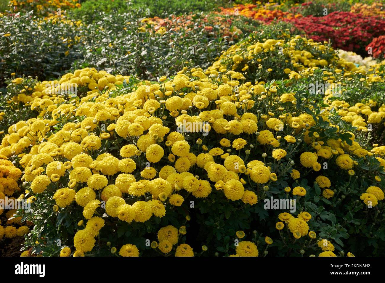 Sträucher blühender Chrysanthemen im Garten, wunderschöne Blüten gelber Chrysanthemen im Vordergrund. Stockfoto