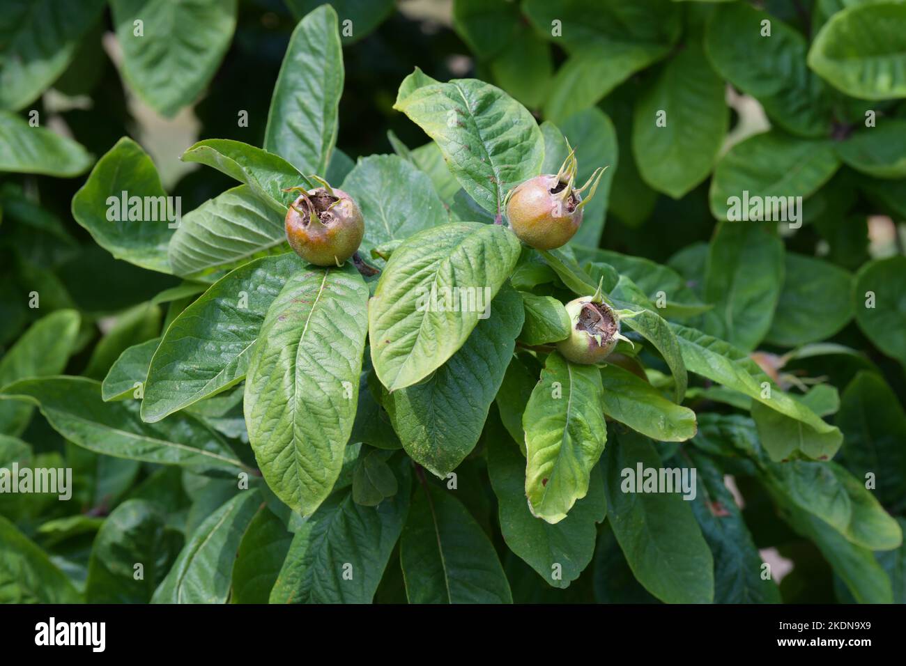 Mispeln (Mespilus germanica), die auf Mispeln wachsen – England, Vereinigtes Königreich Stockfoto