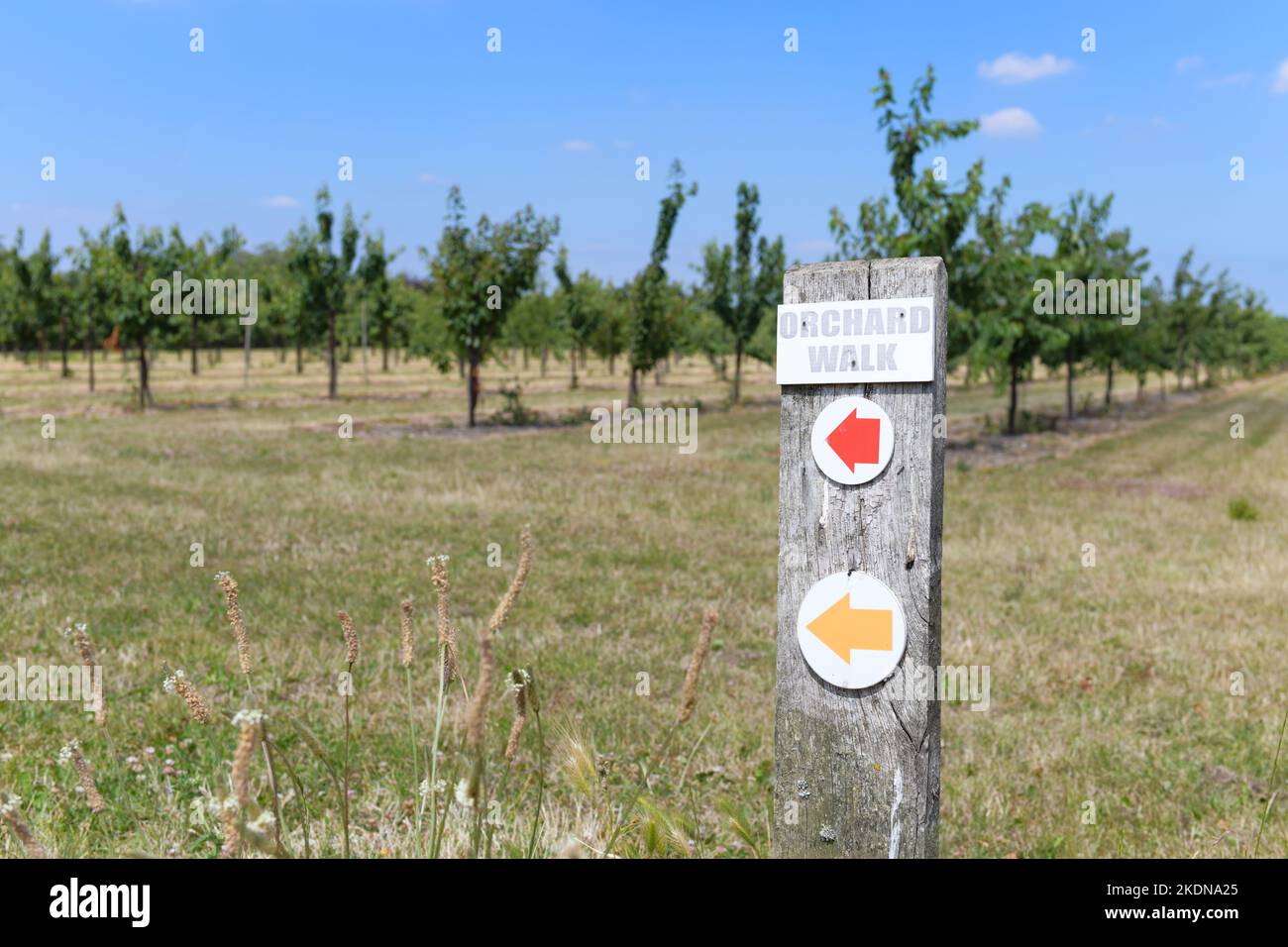 Schild Orchard Walk vorbei an Reihen von Obstbäumen in Brogdale Collections National Fruit Collection, Faversham, Kent, England, Großbritannien Stockfoto