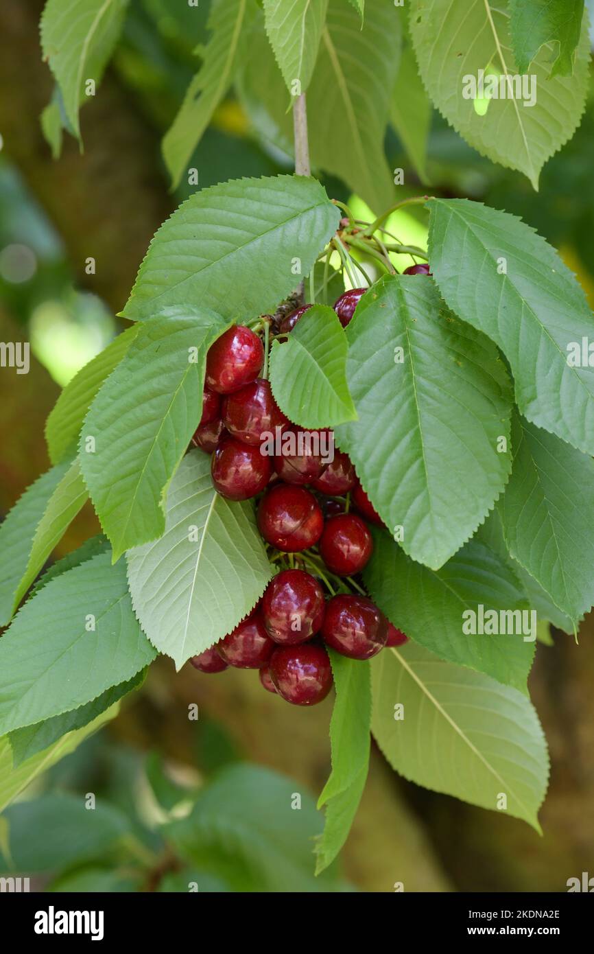 Reife Stella-Kirschen auf Bäumen - Großbritannien Stockfoto