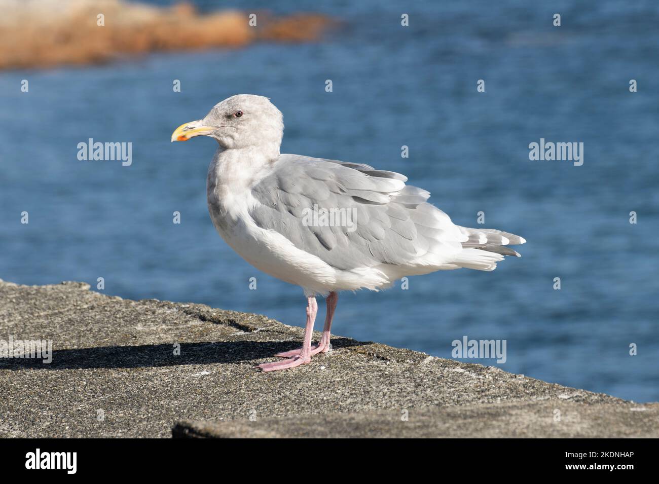 Möwe am Wasser in Sidney, British Columbia, Kanada Stockfoto