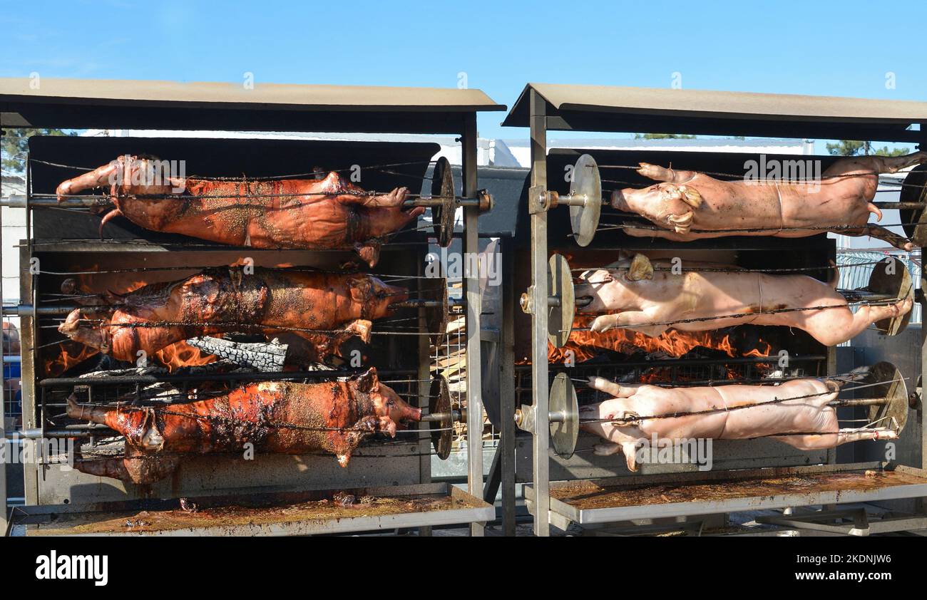 Junge gebratene Ferkel ganz auf einem Spieß Stockfoto