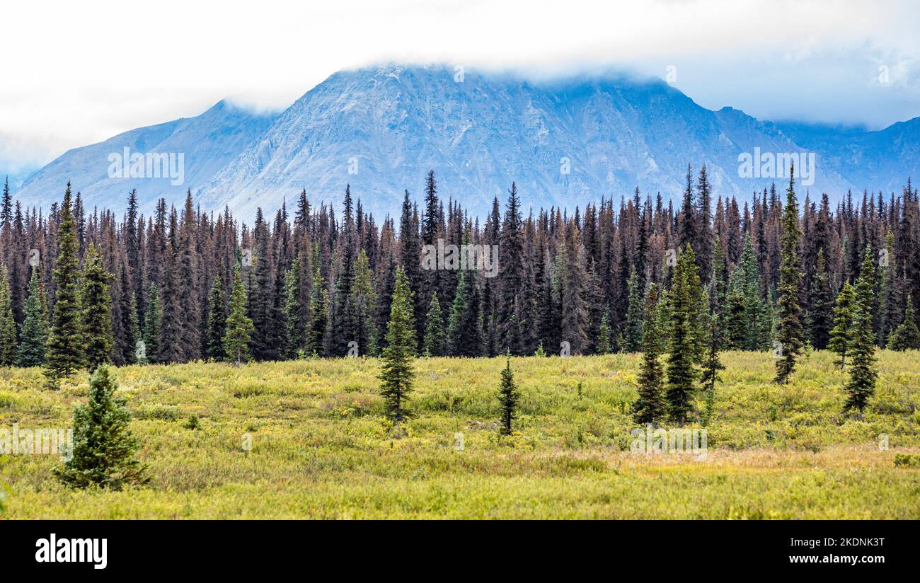Berge und Weißer Fichtenwald durch Rindenkäfer-Befall entlang Parks Highway 3, Alaska, 2022 beschädigt. Stockfoto