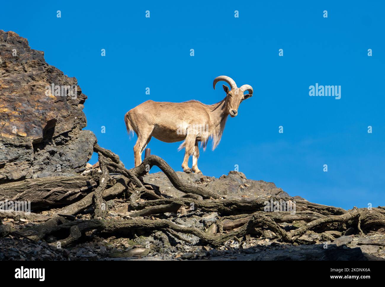 Barbaren Schafe (Ammotragus lervia) stehen auf einem Felsen Stockfoto