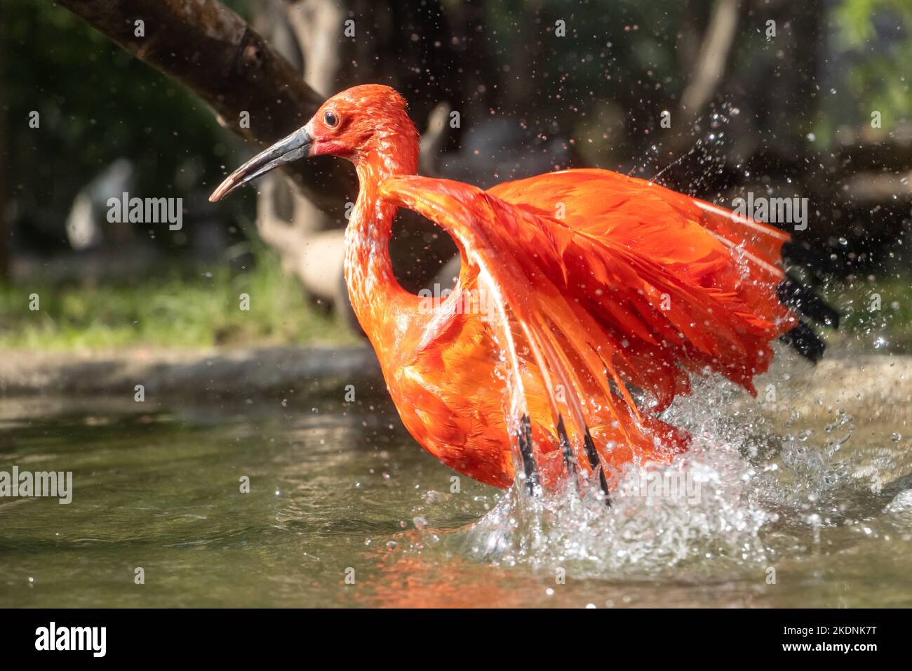 Der scharlachrote Ibis (Eudocimus ruber) im Wasser Stockfoto