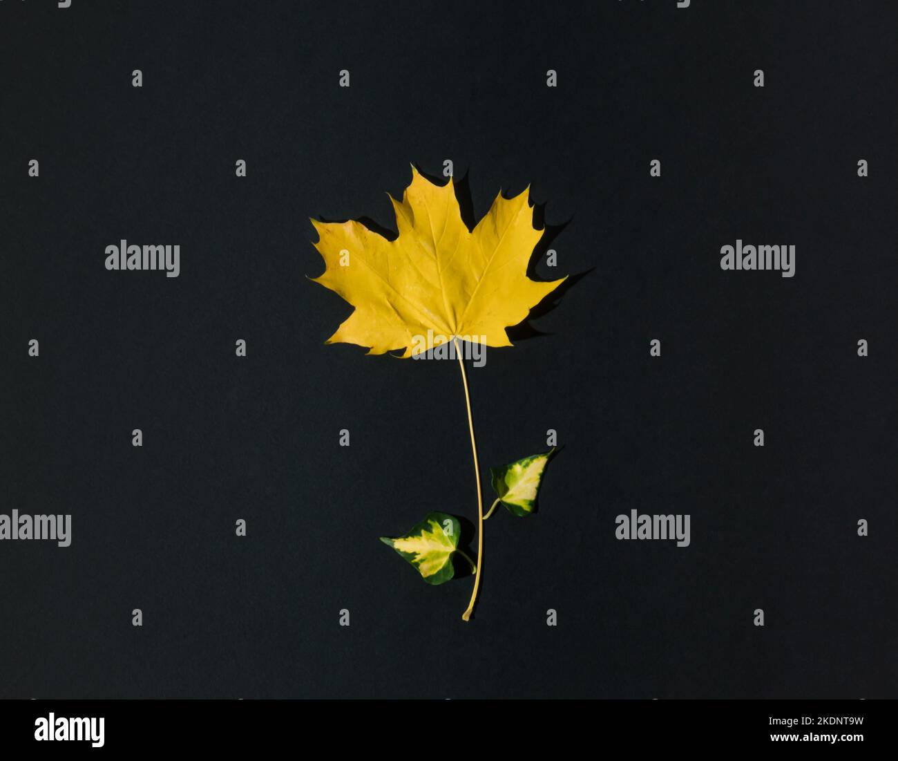 Blumenkonzept aus gelbem Herbstblatt auf dunklem Grund. Minimales saisonales Konzept der Natur. Flache Lay-Komposition. Stockfoto