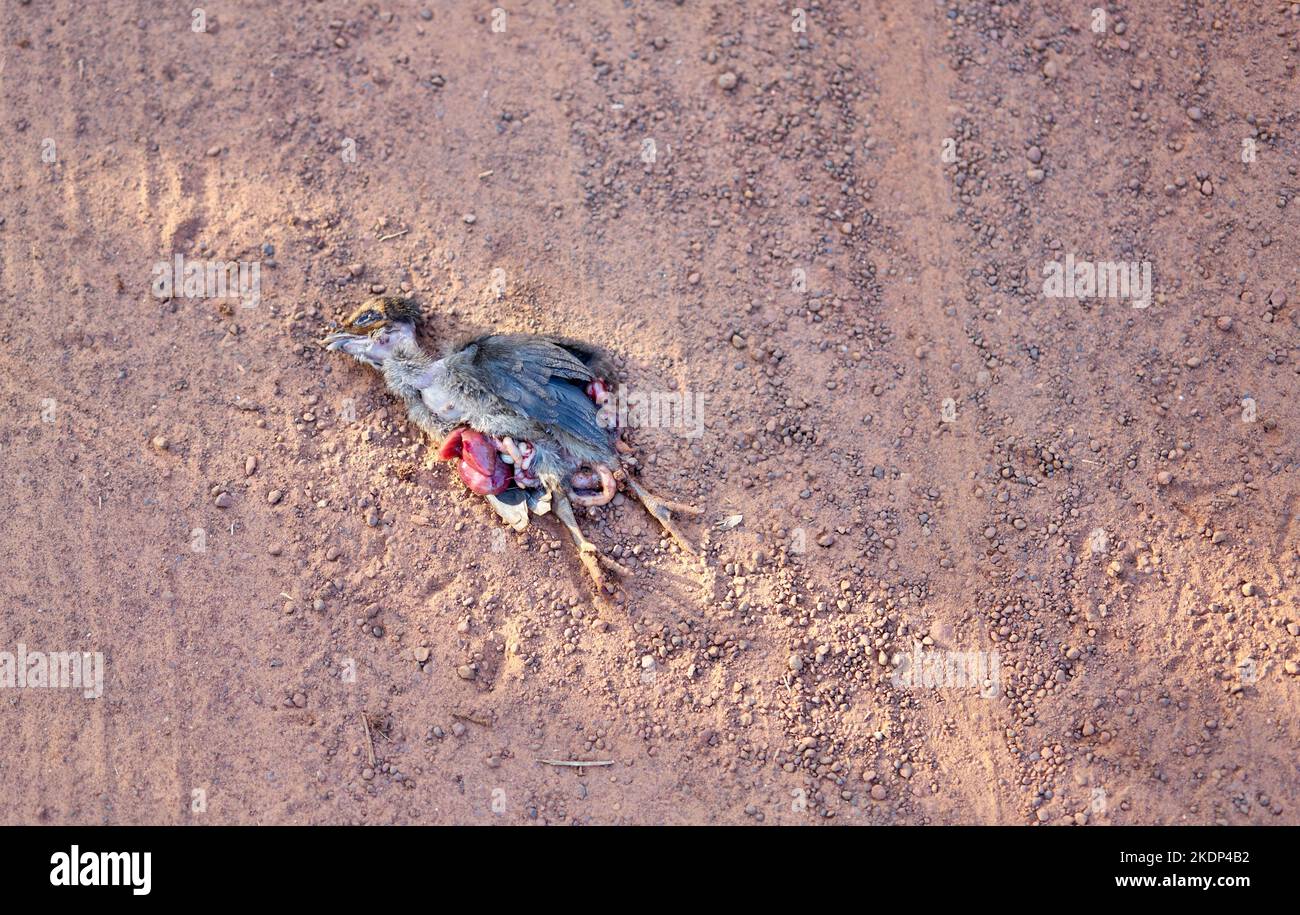 Ein totes Hühnerbaby wurde beim Überqueren einer staubigen Landstraße getötet. Stockfoto