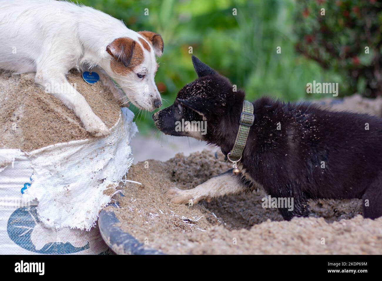 Jack Russell Hund schnüffelt mit schwarzen Welpen im Sand. Geringe Schärfentiefe. Horizontales Foto. Stockfoto
