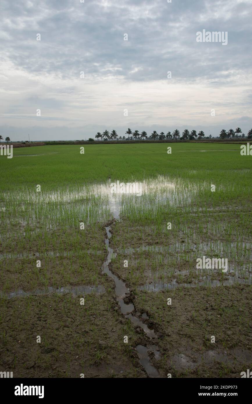 Frühmorgendliche Szene auf dem grünen Reisfeld Stockfoto
