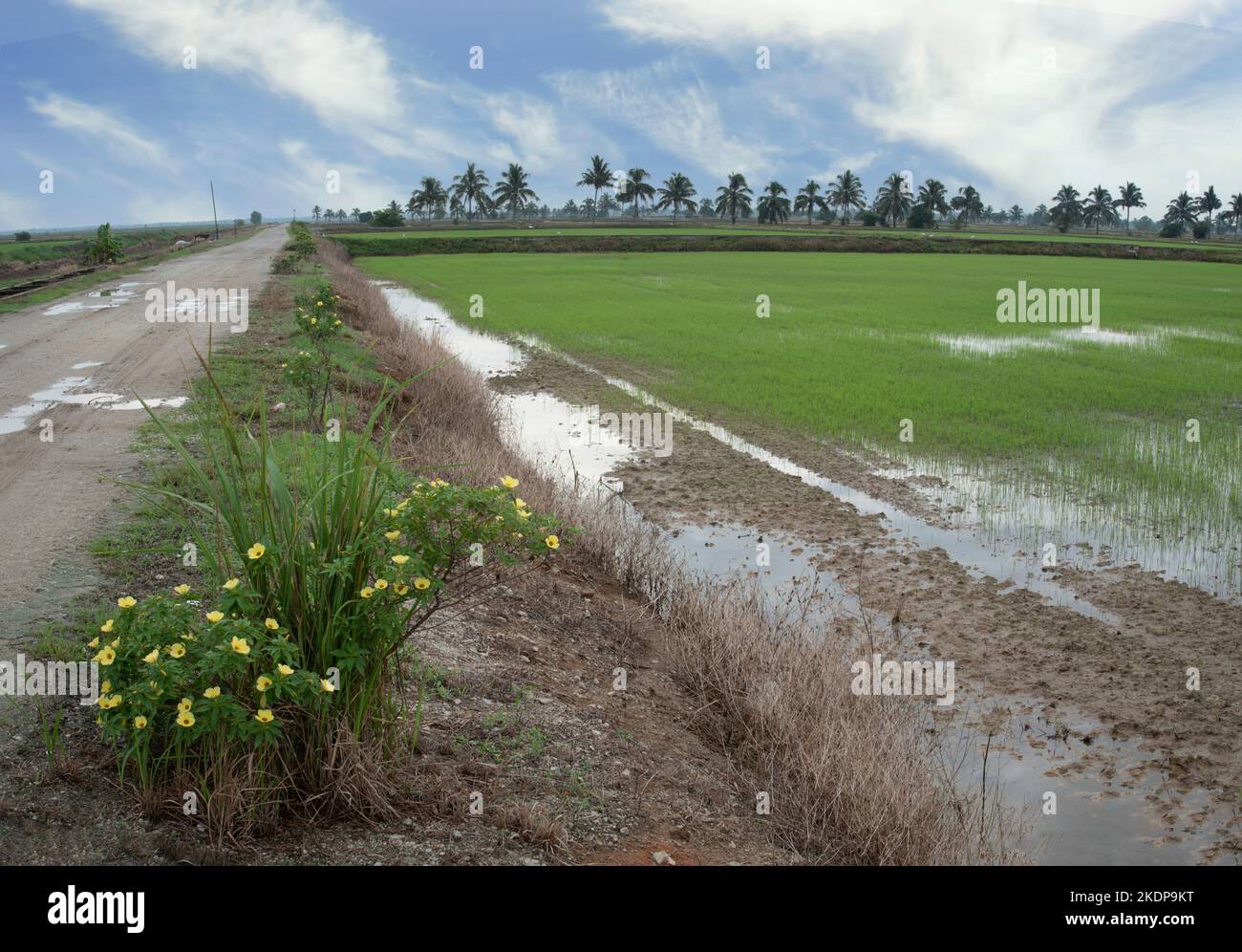 Frühmorgendliche Szene auf dem grünen Reisfeld Stockfoto