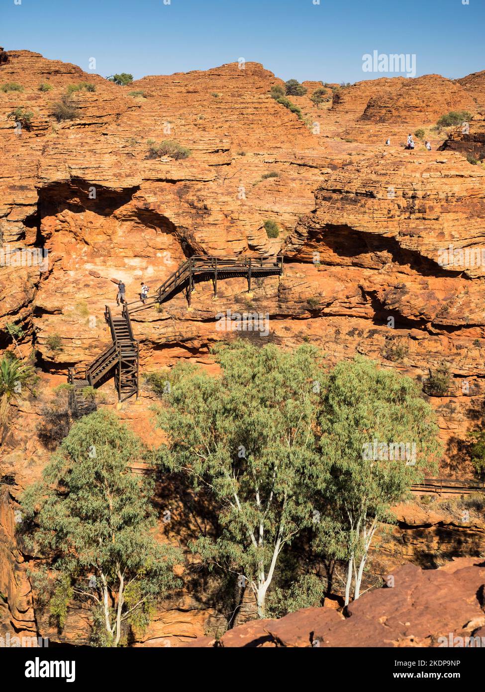 Treppen, die sich an der Canyon-Wand über Ghost Gums (Corymbia aparrerinja), Rim Walk, Kings Canyon, Watarrka National Park, Stockfoto