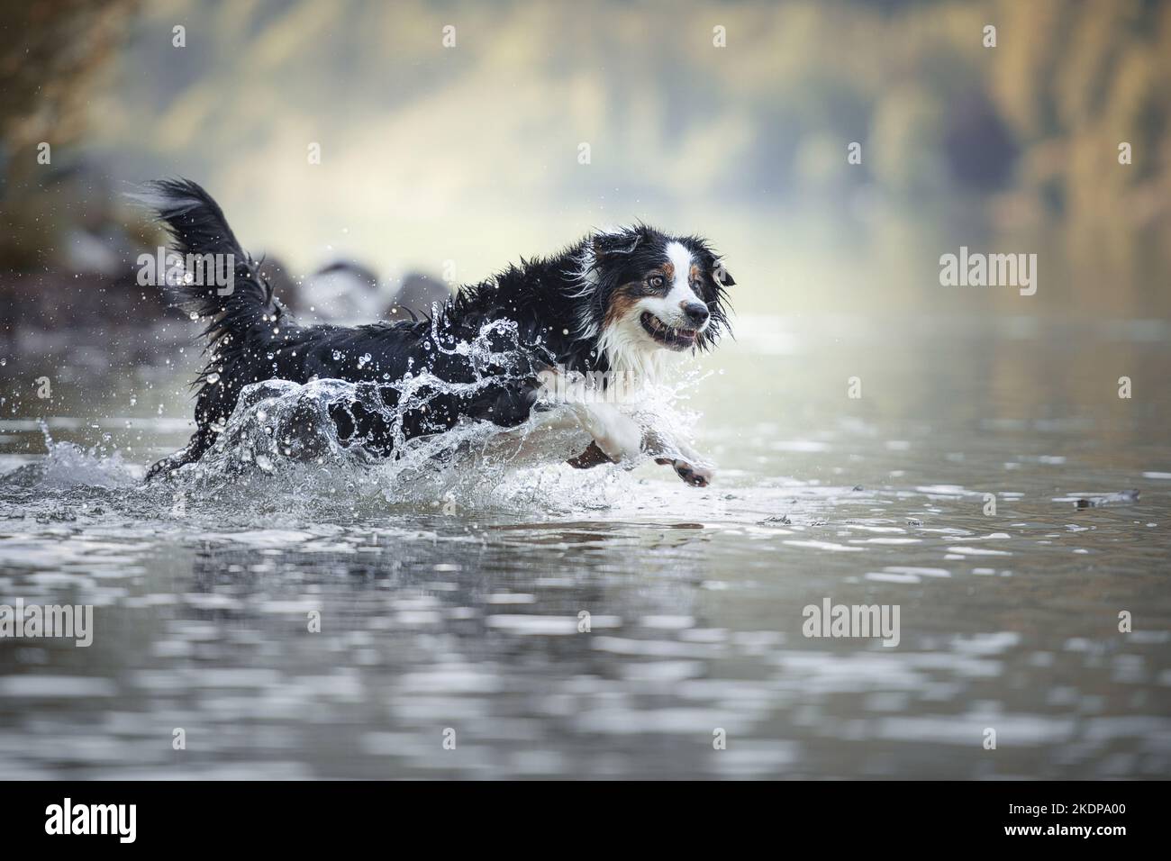 Australian Shepherd läuft durch das Wasser Stockfoto