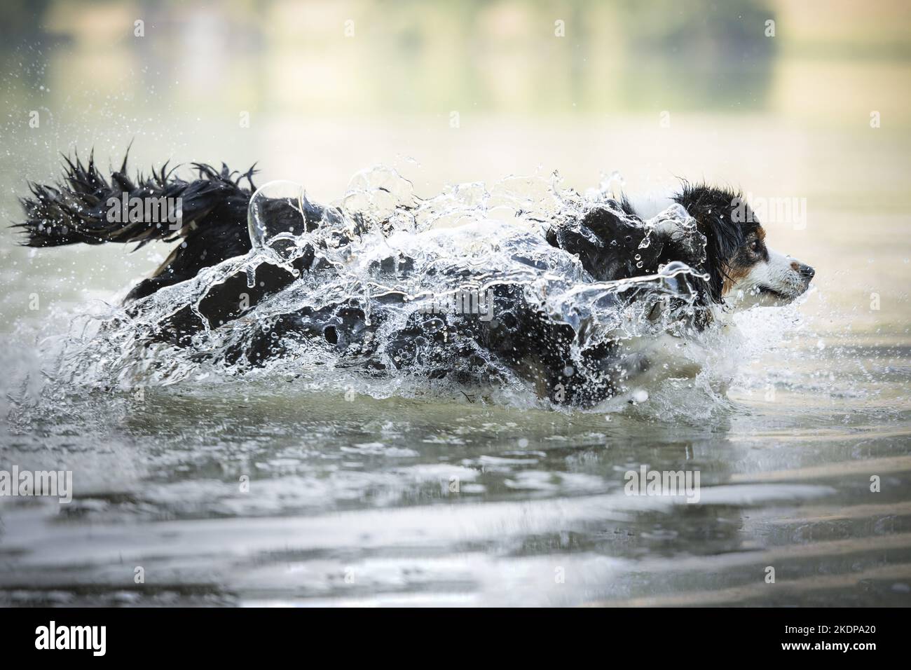 Australian Shepherd läuft durch das Wasser Stockfoto