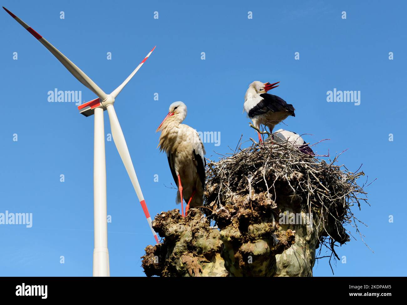Symbolisches Bild: Störche in der Nähe von Windenergieanlagen. Zum Schutz der Umwelt können Windenergieanlagen Vögel töten Stockfoto