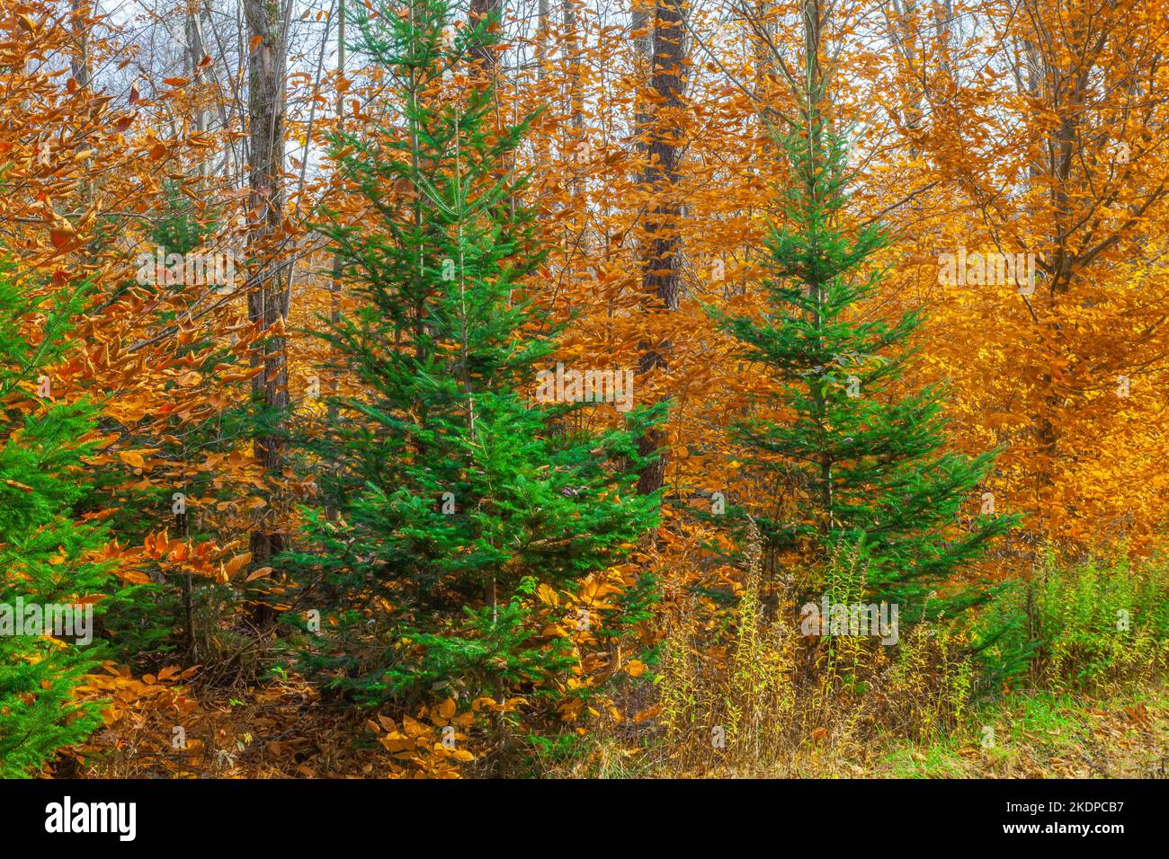 American Beech und Balsam Fir im Herbst in den Pocono Mountains in Pennsylvania Stockfoto