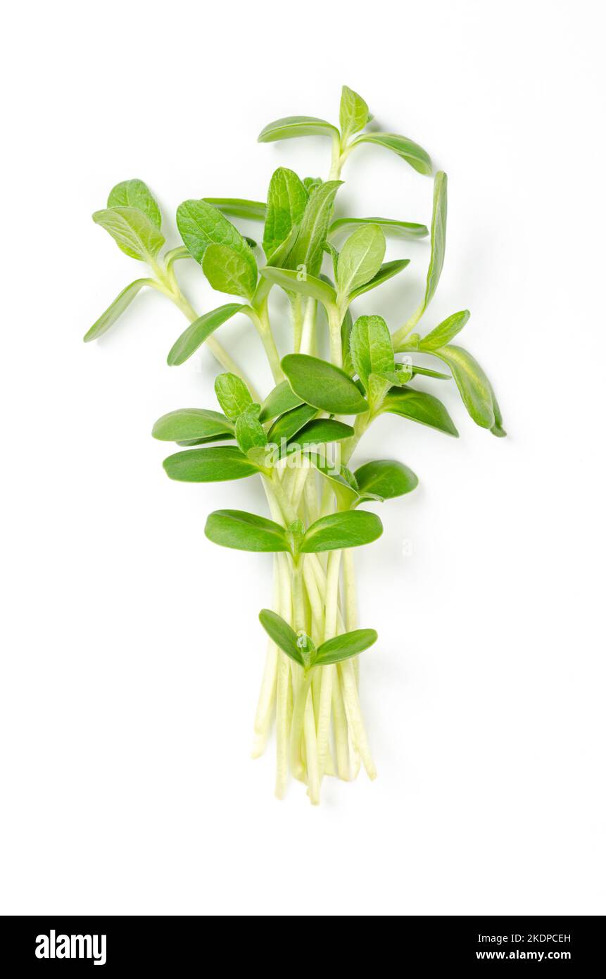 Haufen von gemeinsamen Sonnenblumen-Microgreens. Frische und verzehrfertige Sämlinge, Triebe, Cotyledons und Jungpflanzen von Helianthus annuus, die als Garnierung verwendet werden. Stockfoto