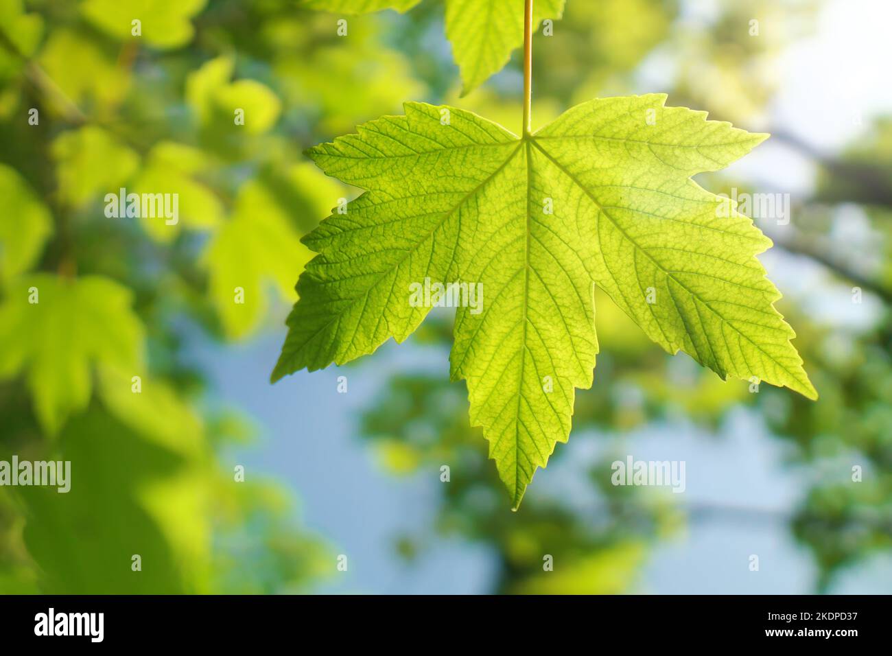Frühlingsbaumblatt. Zusammensetzung der Natur. Stockfoto