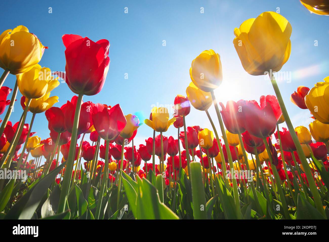 Tulpen und klarer, sonniger Himmel. Naturzusammensetzung. Stockfoto