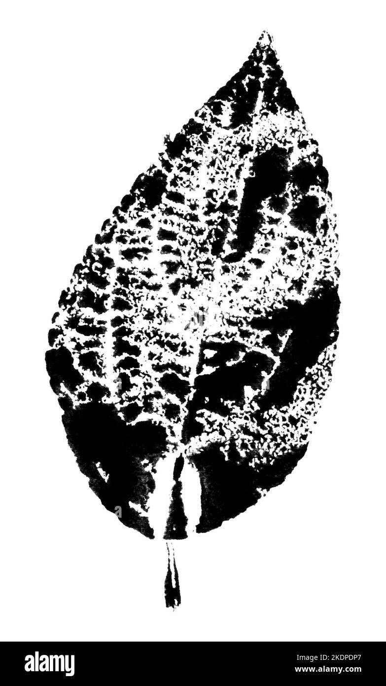 Blattdruck mit Tinte. Für Entwürfe über Natur, Pflanzen, Leben. Schwarz isoliert auf Weiß Stockfoto