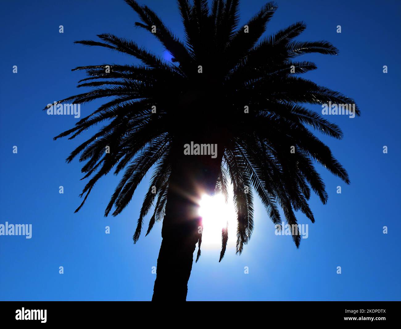 Eine Palme im Hintergrund mit blauem Himmel Stockfoto