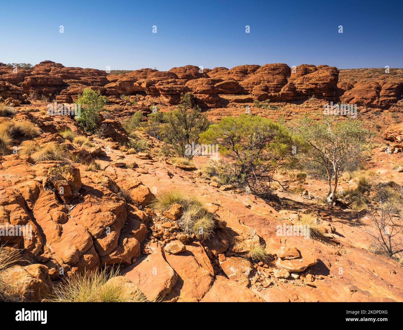 Die orangefarbenen Sandsteinkuppen der George Gill Range vom Rim Walk, Kings Canyon, Watarrka National Park, Northern Territory, Australien Stockfoto