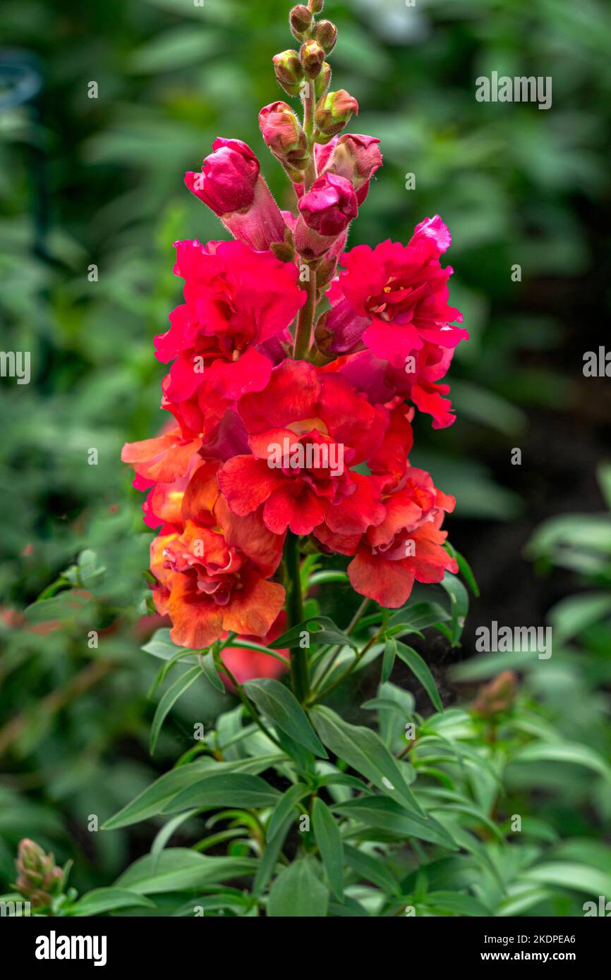 Rote snapdragon Blume Nahaufnahme auf einem Blumenbeet. Stockfoto
