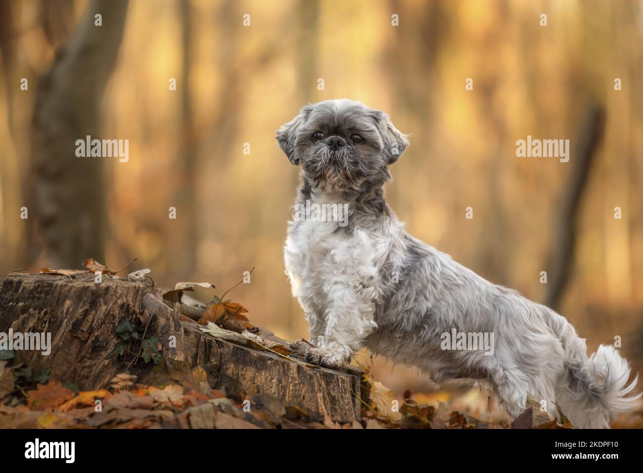 Shih Tzu im Herbst Stockfoto