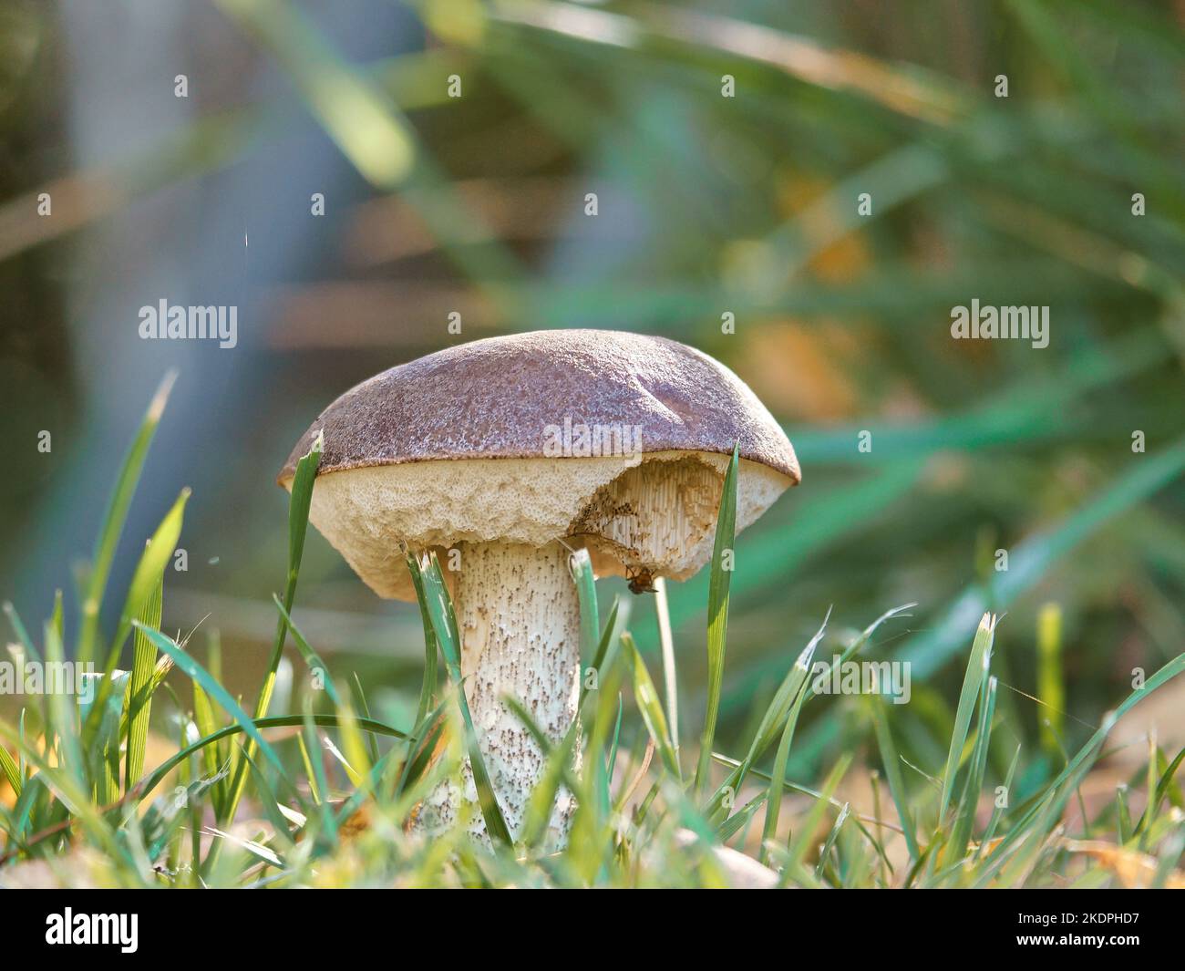 Braune pilzkappe Fotos und Bildmaterial in hoher Auflösung Alamy