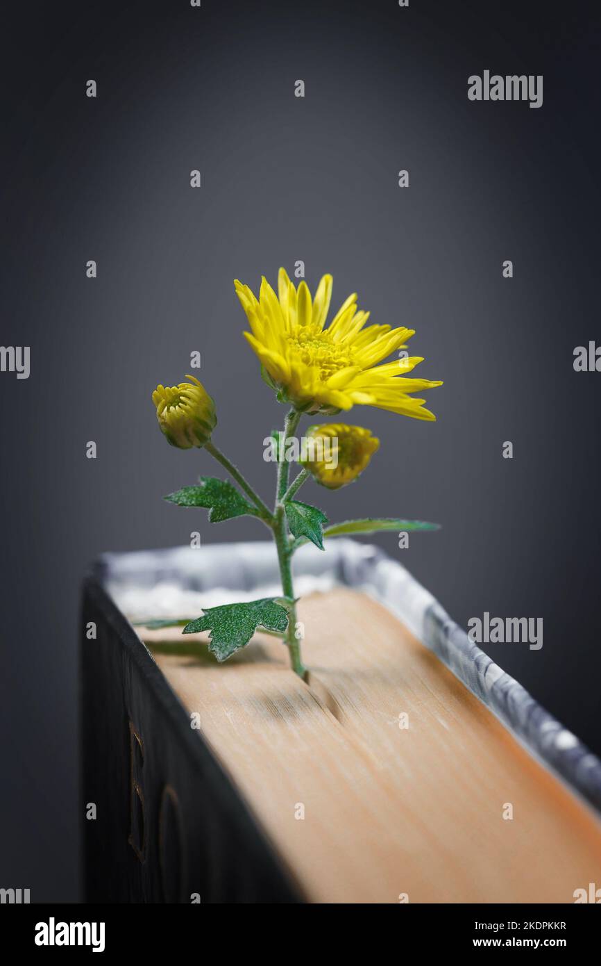 Ein Lesezeichen in einem vertikal stehenden Buch aus einer lebendigen gelben Blume. Stockfoto