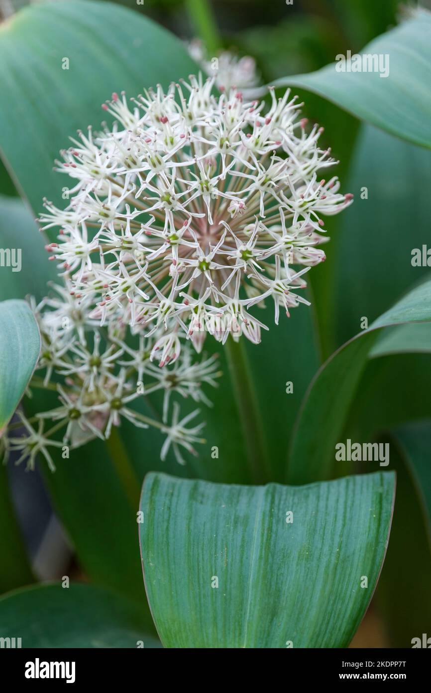 Allium akaka, Allium latifolium, Blüten können weiß oder lila sein Stockfoto