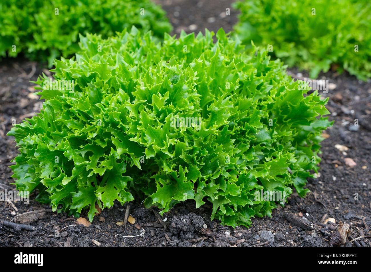 Salat Tambay, Lactuca sativa, Baby-Blatt-Sorte. Blätter, tief eingeschnitten, dunkelgrün und glänzend Stockfoto