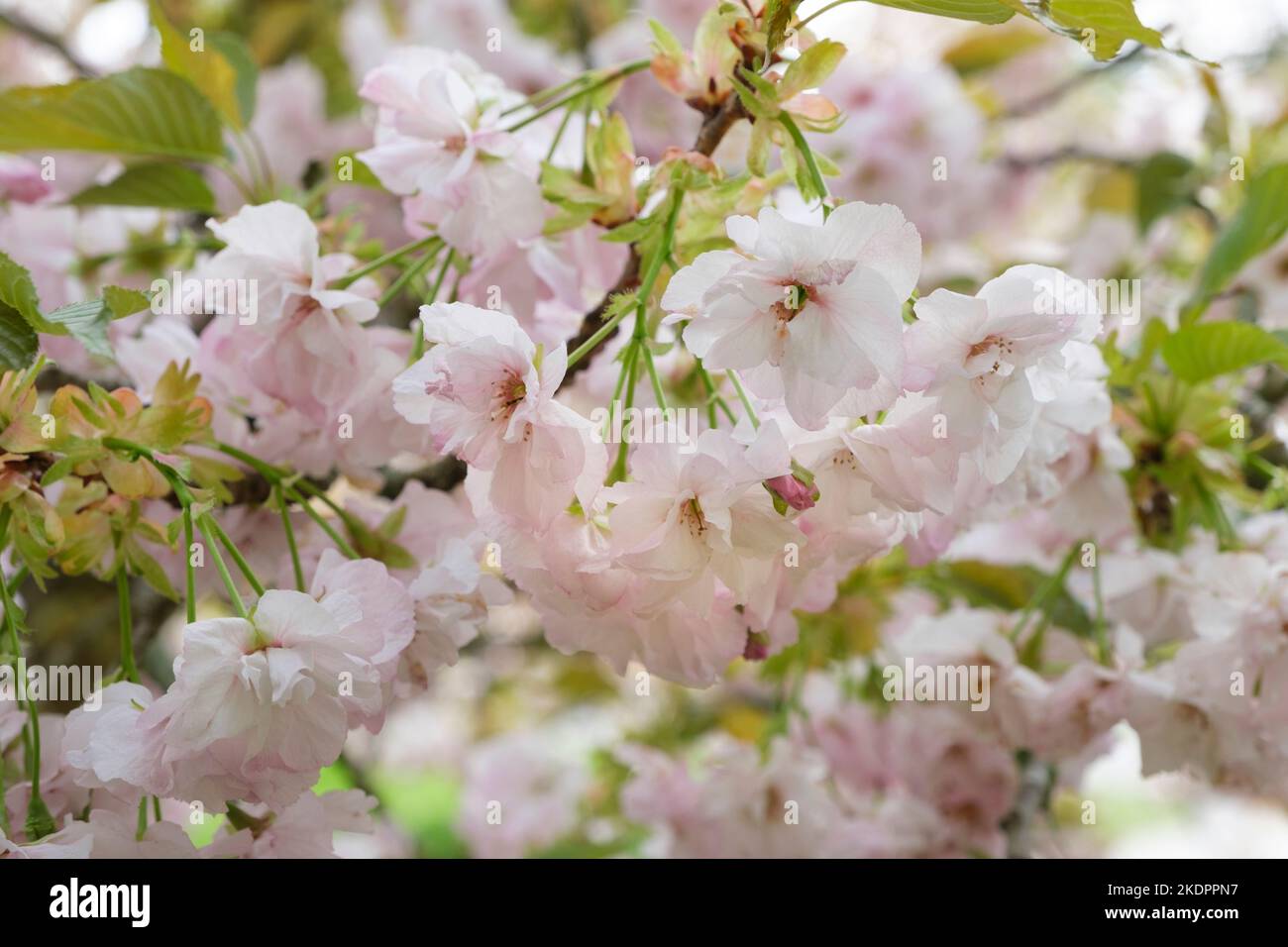 Prunus Hokusai, Cherry Hokusai, Prunus serrulata Hokusai Haufen halbdoppelter, blassrosa Blüten, die fast weiß werden Stockfoto