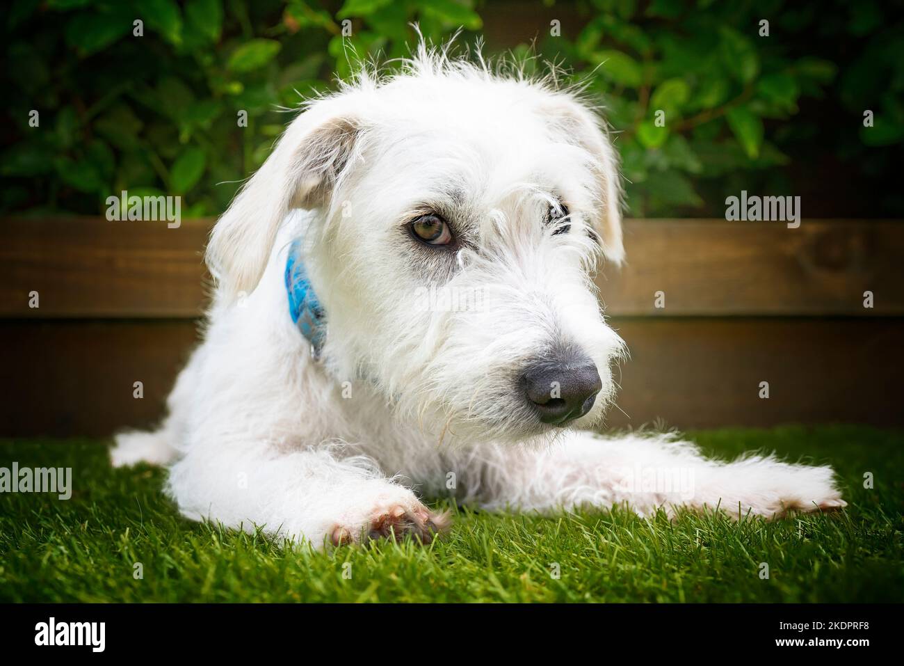 Sechs Monate alter weißer Jackapoo-Welpe - eine Kreuzung zwischen einem Jack Russell und einem Pudel. Nahaufnahme von ihm, der sich auf dem Gras mit umgedrehten Kopf niederlegte Stockfoto