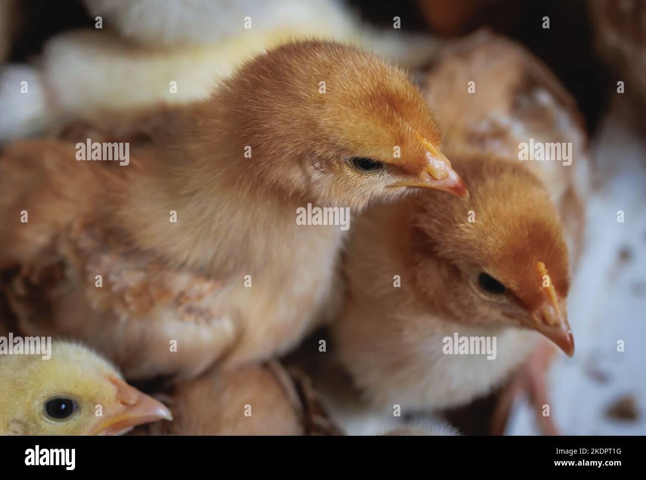 Küken auf einer Hühnerfarm in Polen Stockfoto