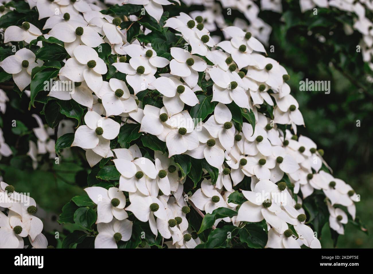 Cornus kousa kleiner Laubbaum Stockfoto