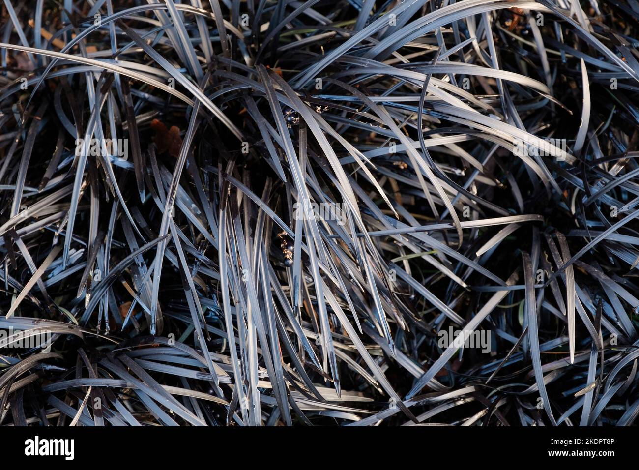 Ophiopogon planiscapus Niger, Ophiopogon planiscapus nigrescens, Black Dragon, Ebony Knight oder Arabicus Stockfoto