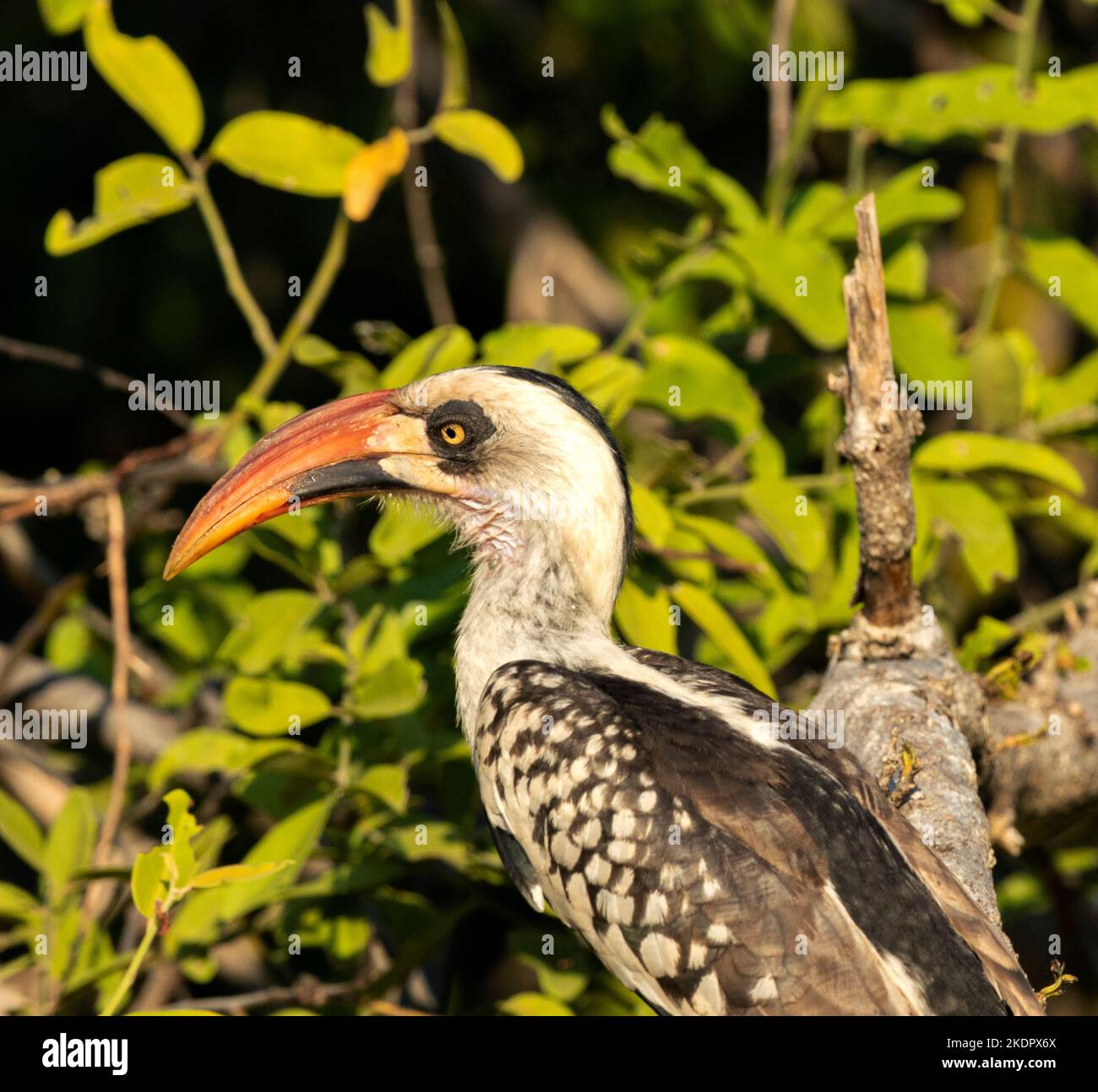 Porträt eines Ruaha-Hornbills. Erst in den letzten Jahren wurden sie als eine ausgeprägte endemische Art in Zentral-Tansania anerkannt. Stockfoto