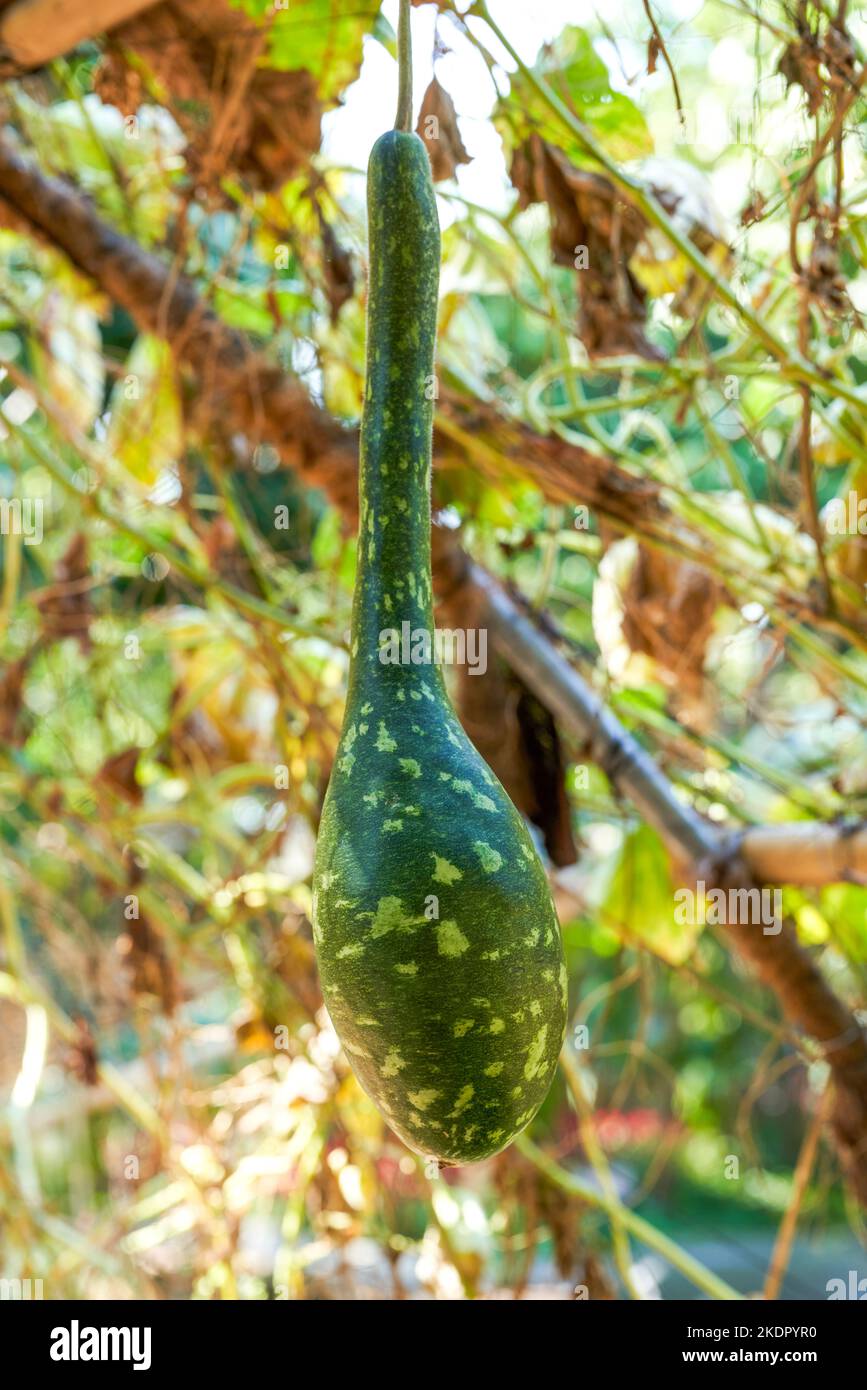 Nahaufnahme von Kürbissen, die in einem Melonenschuppen auf einem Bauernhof wachsen Stockfoto