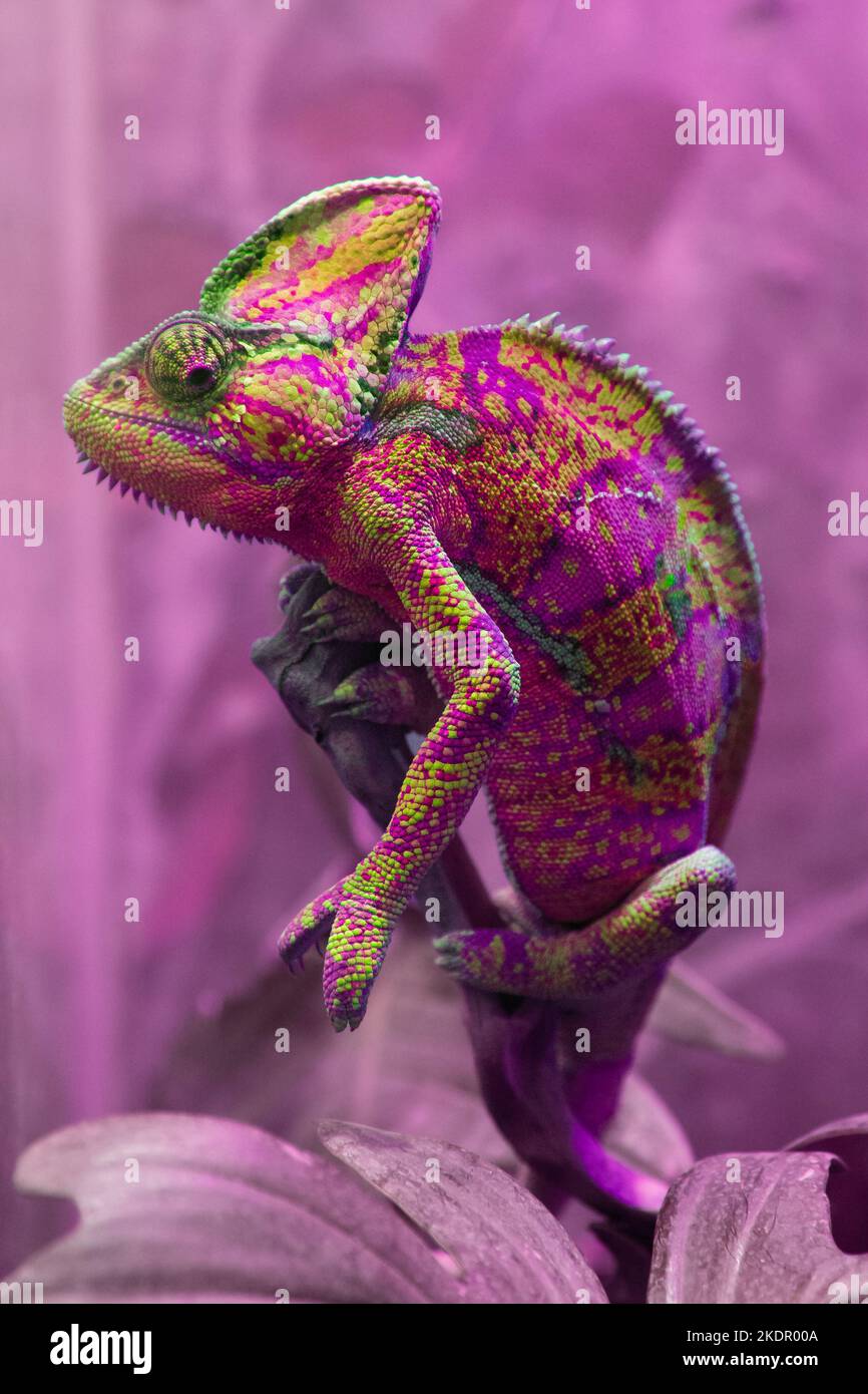 Das bunte rosa Chamäleon Chamaeleonidae ist eine Familie von Eidechsen, die ihre Körperfarbe ändern können. Helles Porträt eines Tieres. Exotische Eidechse Stockfoto