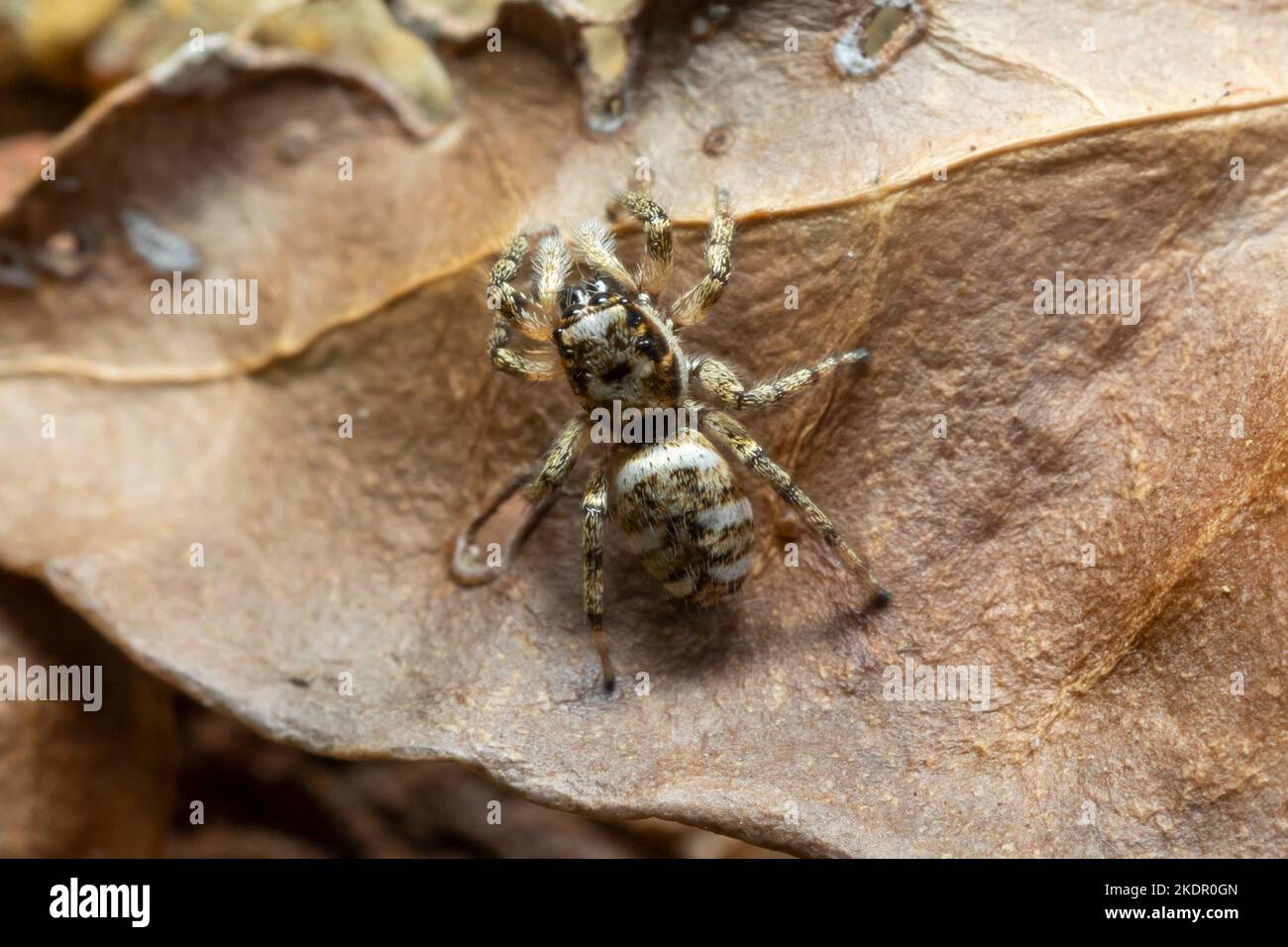Zebra springende Spinne (Salticus scenicus) Sussex, Großbritannien Stockfoto