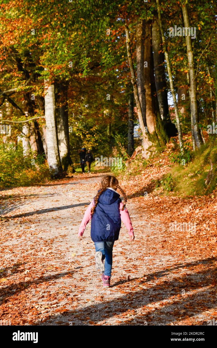Ein Mädchen, das an einem sonnigen Herbsttag im Wald spazierengeht. Stockfoto