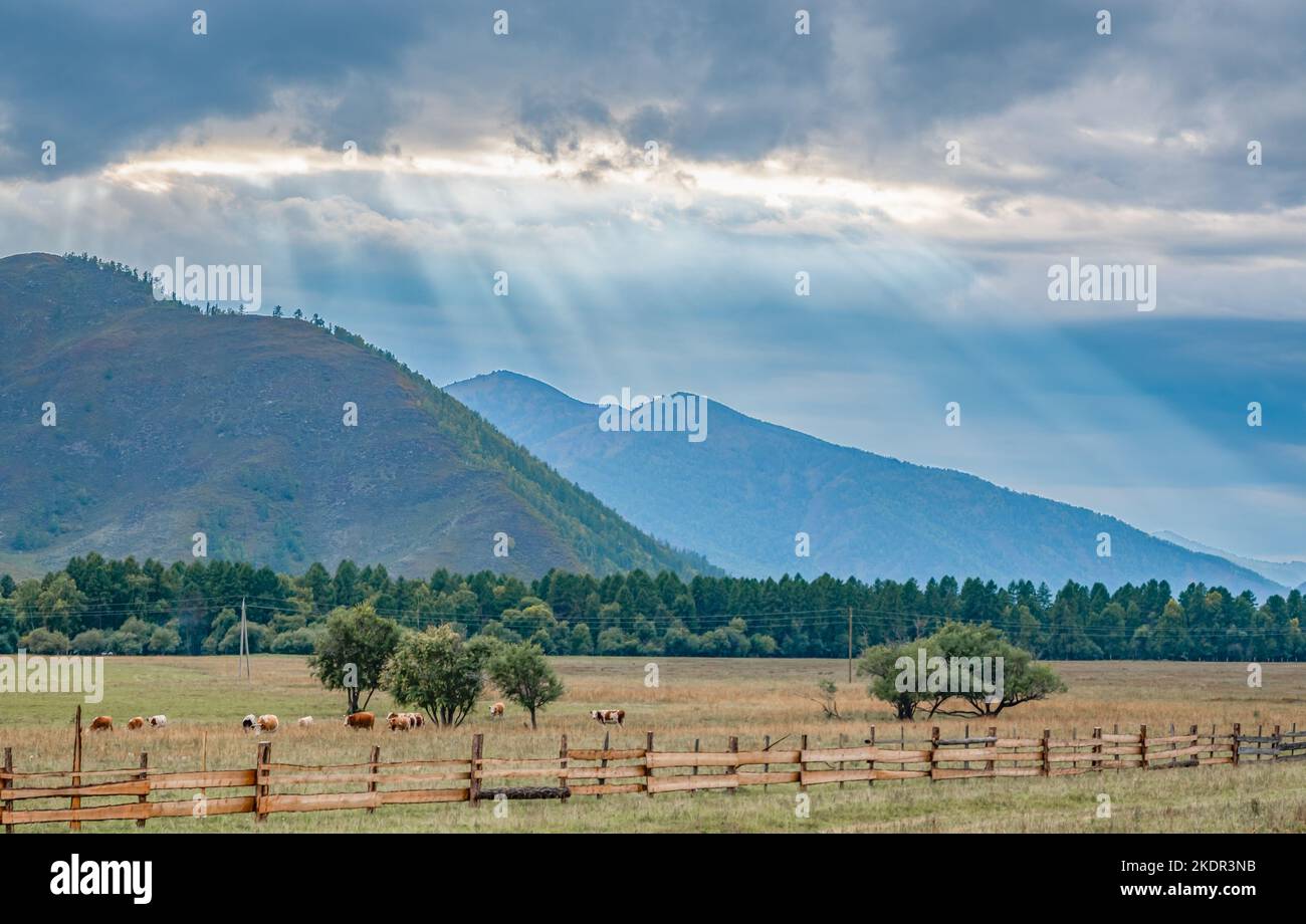 Eine Landschaft einer bergigen Gegend mit grasenden Kühen auf einer Wiese auf einer Weide vor dem Hintergrund langer Sonnenstrahlen Stockfoto