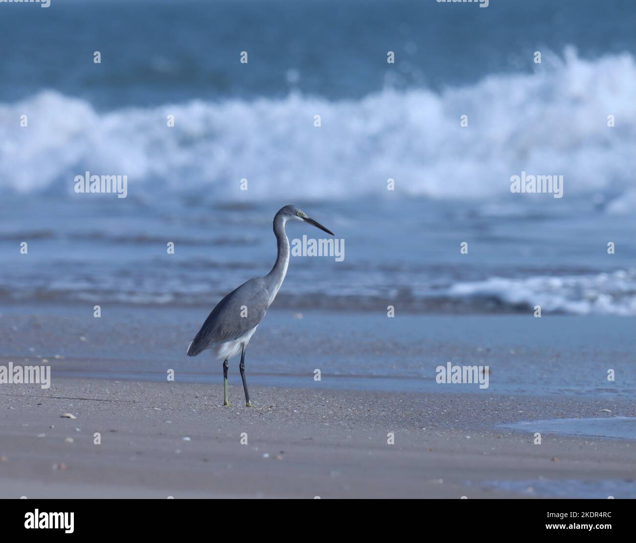 westlicher Riffreiher am Strand, Madhavpur, indien. Egretta gularis. Ein Vogel am Strand. Vogelhintergrund, Tapete. Reiher Vogel. Natürlicher Hintergrund. Stockfoto