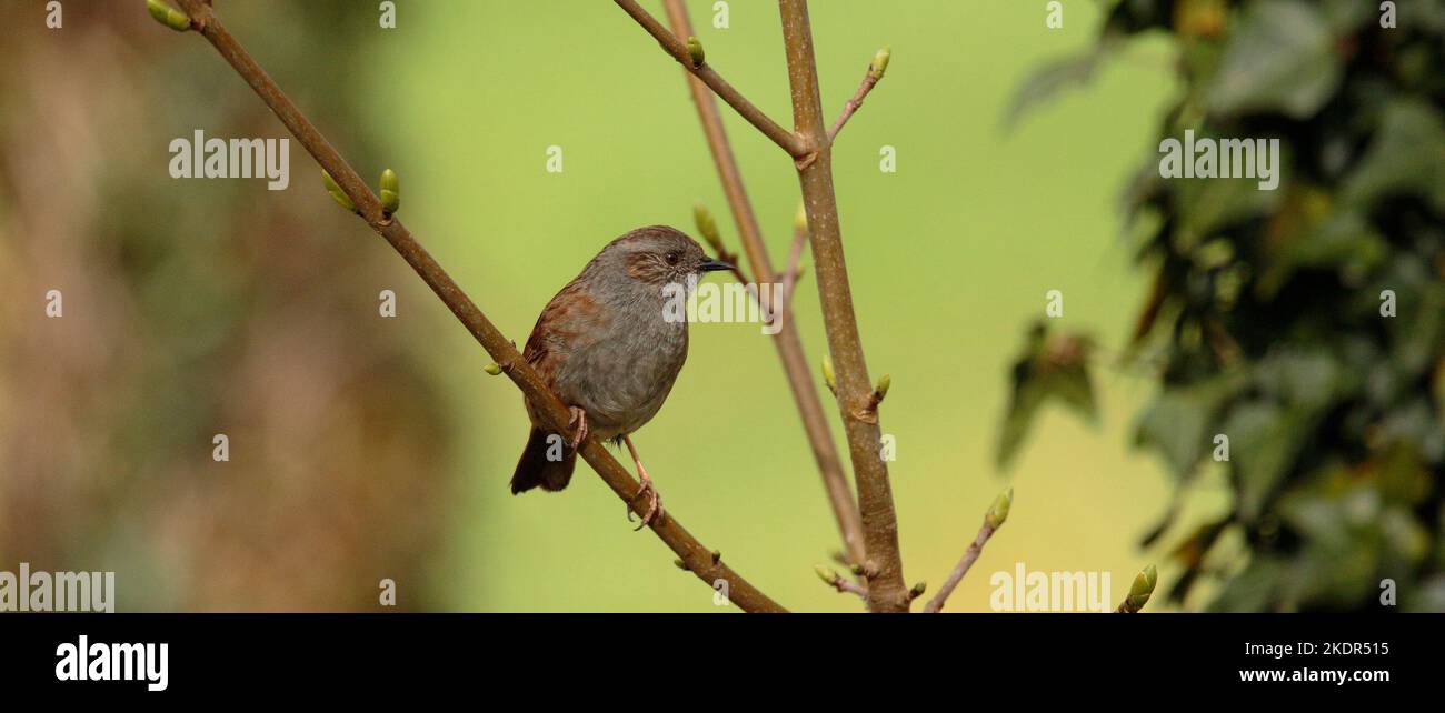 Hedge Sparrow Stockfoto