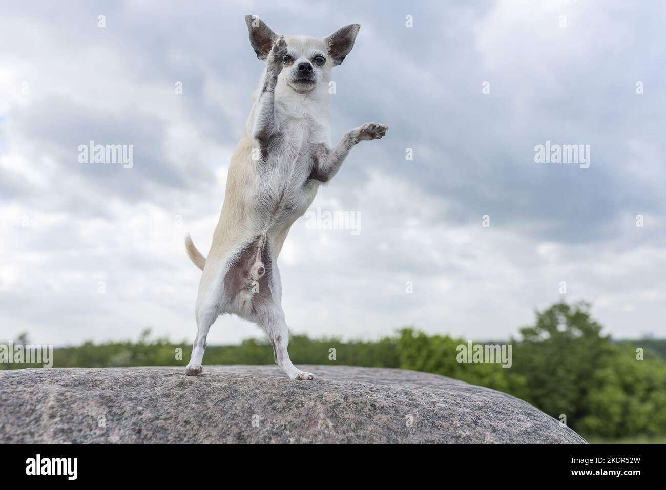 Betteln Chihuahua Stockfoto