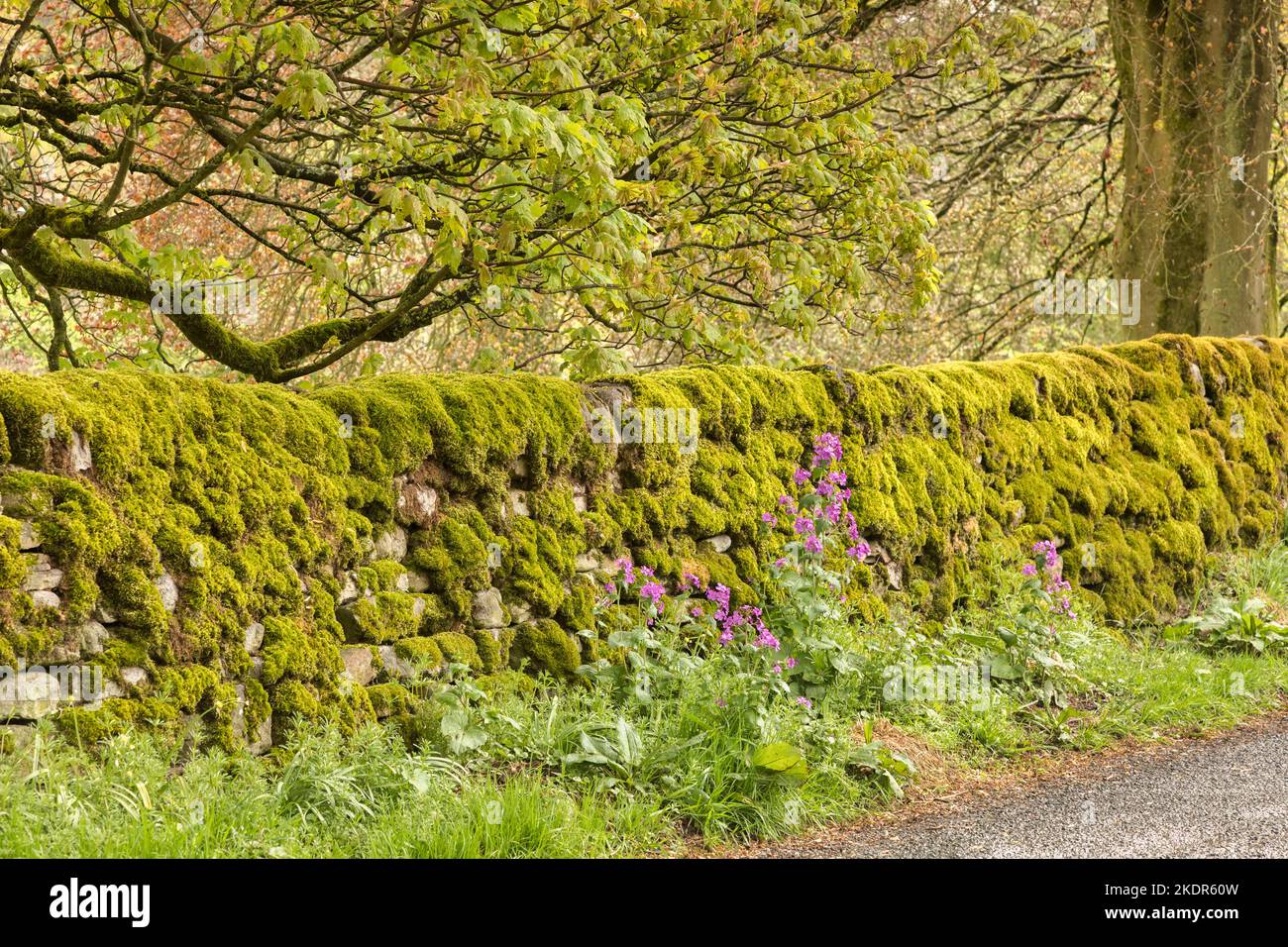 Ein Beispiel für einen Grasrand in der Landschaft bei Hebden in den Yorkshire Dales, mit blühenden wilden Blumen und einer moosbedeckten Trockensteinmauer. Stockfoto