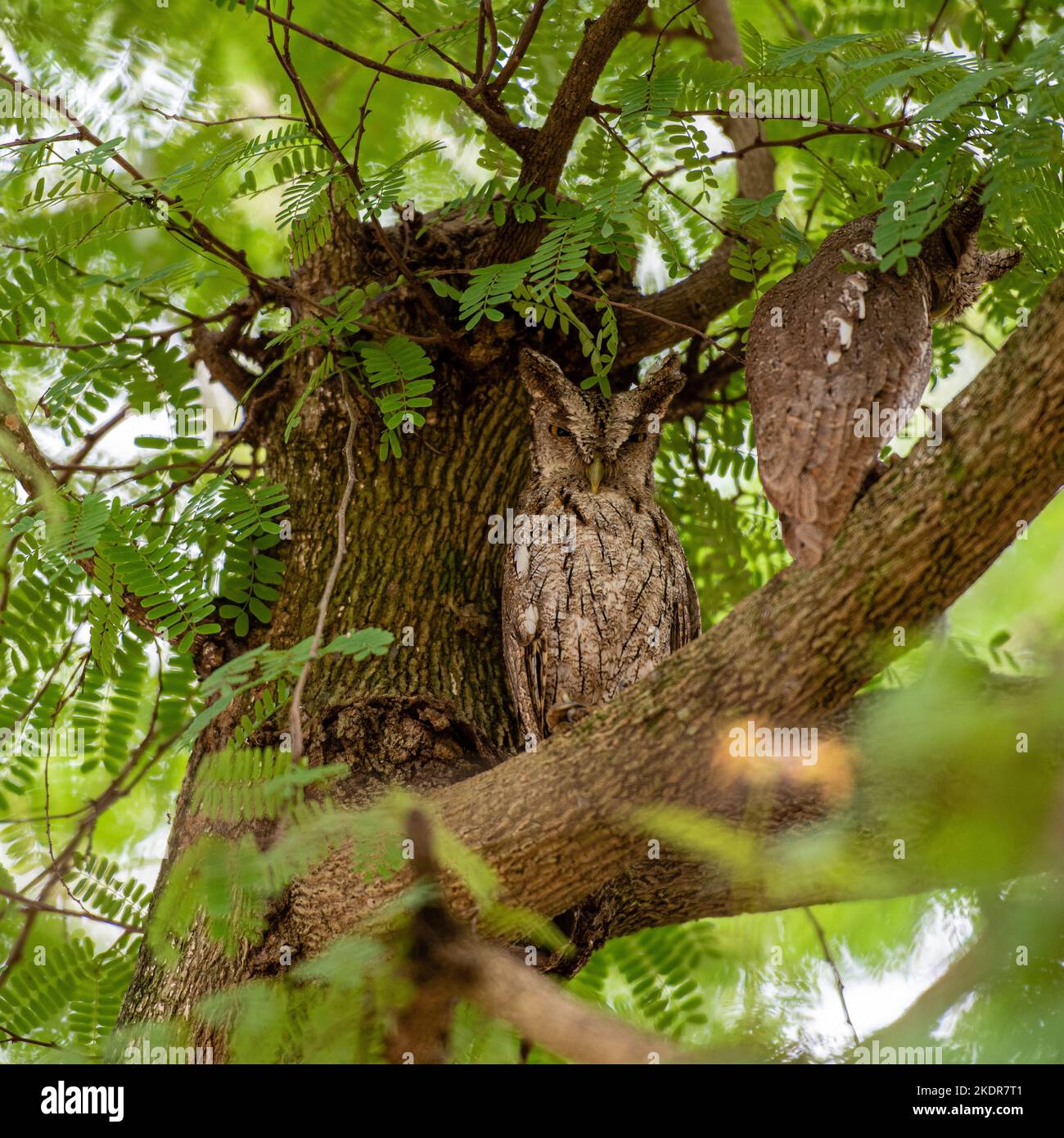 Die Eule beobachtet dich Stockfoto