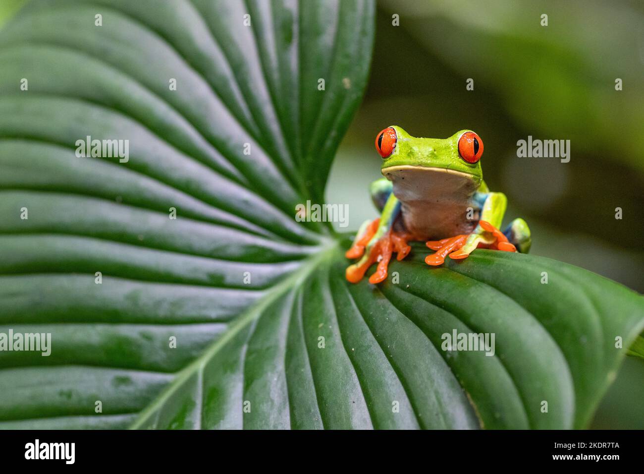Red Eyed Laubfrosch Stockfoto
