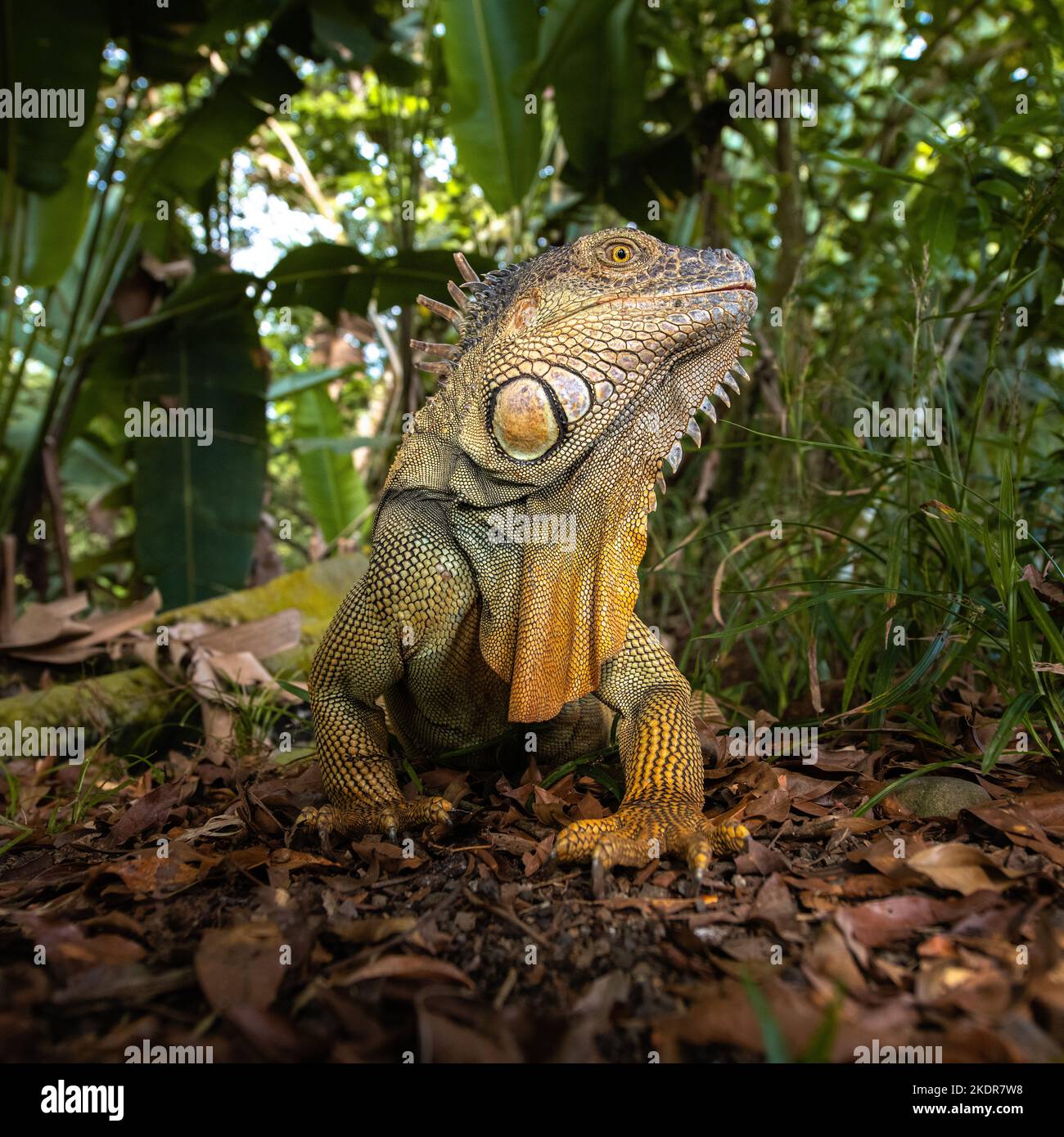 Leguan von seiner besten Seite Stockfoto